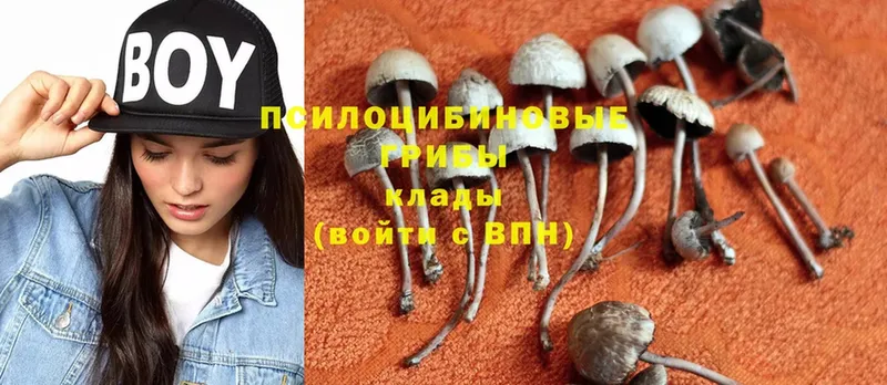 Галлюциногенные грибы Psilocybine cubensis Чистополь