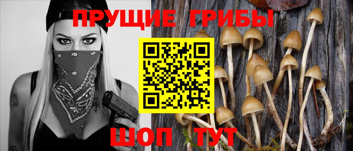 Чистополь  Галлюциногенные грибы Magic Shrooms  Вход с VPN 